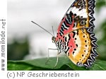 Schmetterlingslehrpfad in Markt Neuhodis Schmetterlingslehrpfad in Markt Neuhodis