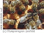 Bienenlehrpfad in Reith