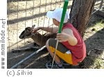 Minigolf und Tiere auf der Grill-Ranch in Deutsch-Wagram