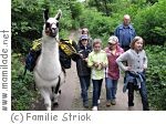 Lamawanderung zum Kindergeburtstag in Donnerskirchen