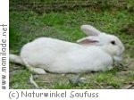 Naturwinkel Saufuss in Minihof-Liebau