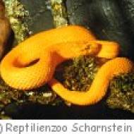 Scharnstein Reptilienzoo Schule Reptilienzoo Scharnstein