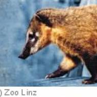 Schule im Zoo Linz