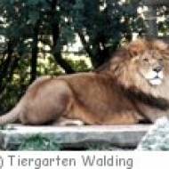 Tiergarten Walding