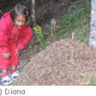 Schule und Wald