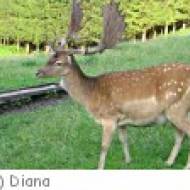 Klagenfurt Wildpark Schloss Mageregg Wildpark