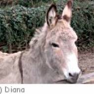 Zoo Linz Kindergeburtstag Zoo Linz Kindergeburtstag