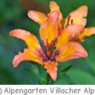 Villacher Alpengarten