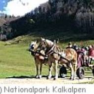 Nationalpark Kalkalpen Kutschenfahrt Waldwildnis im Nationapark Kalkalpen