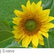 Mariapfarr Sonnenlehrpfad Sonnenlehrpfad Mariapfarr