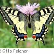Uttendorf Schmetterlingslehrpfad Schmetterlingslehrpfad Uttendorf