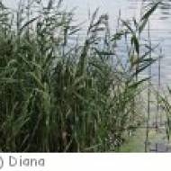 Bregenz Lehrpfad UferNatur Lehrpfad UferNatur in Bregenz