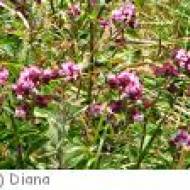Rauris Blumenlehrpfad Blumenlehrpfad Rauris