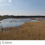 Lamprechtshausen Weidmoos Vogelparadies Weidmoos