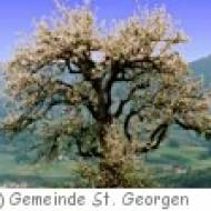 St. Georgen im Lavanttal Lebensbaumpfad Lebensbaumpfad in St. Georgen im Lavanttal