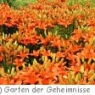 Garten der Geheimnisse in Stroheim