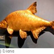 Wilhering Fischlehrpfad Fischlehrpfad in Wilhering