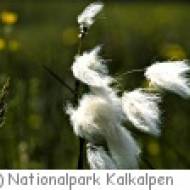 Nationalpark Kalkalpen Themenweg Wollgras "Wollgras, Alm und Wasserscheide"