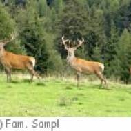 Wildpark Schlögelberger
