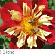 Zwettl Bienen-Erlebnisweg Bienen-Erlebnisweg