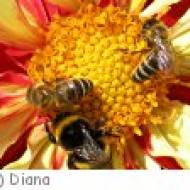 Zwettl Bienenmuseum Bienenmuseum