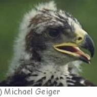 St. Leonhard Oberösterreichischer Jagdfalkenhof Oberösterreichischer Jagdfalkenhof