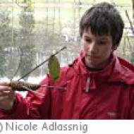 Villach Waldpädagogische Führungen Waldpädagogische Führungen
