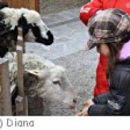 Farrach Hobby-Farm Schildberger Hobby-Farm Schildberger