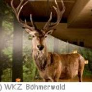 Ulrichsberg Böhmerwaldarena Ausstellung Böhmerwaldarena Ulrichsberg