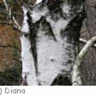 Kuchl Naturlerpfad Bürgerausee Naturlerpfad Bürgerausee