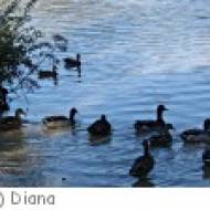 Offensee bei Ebensee