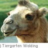 Kamelworkshop im Tiergarten Walding