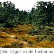 Tannermoor Wanderung Wanderung durch das Tannermoor