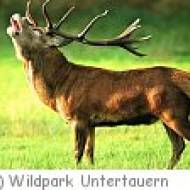 Wildpark Untertauern Wildpark Untertauern