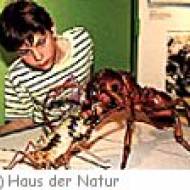 Salzburg Haus der Natur Insekten Ferien im Haus der Natur