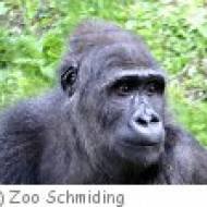 Zoo Schmiding Gorilla Bais Gorilla Bais im Zoo Schmiding