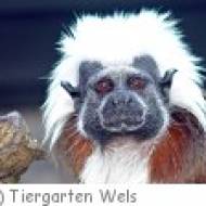 Wels Tiergarten allgemein Tiergarten Wels
