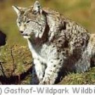 Wildpark Wildbichl