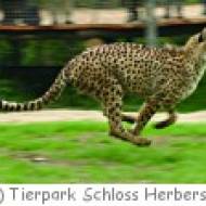 Tierpark Herberstein Tierpark Herberstein
