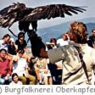 Burgfalknerei Oberkapfenberg Burgfalknerei Oberkapfenberg