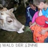 Wald der Sinne Expedition