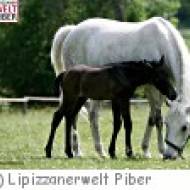 Lipizzanerwelt Kindererlebnisweg Lipizzanerwelt Kindererlebnisweg