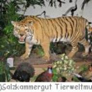 Salzkammergut Tierweltmuseum Salzkammergut Tierweltmuseum