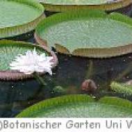Botanischer Garten der Universität Wien Botanischer Garten der Universität Wien