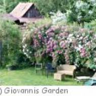 Giovannis Garden Giovannis Garden