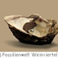 Fossilienmuseum Weinviertel