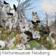 Naturmuseum Neuberg