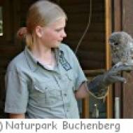 Naturpark Buchenberg, Waldkauzbaby Naturpark Buchenberg, Waldkauzbaby