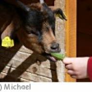 Wildpark Hochrieß Wildpark Hochrieß