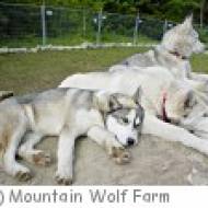 Sommer Schlittenhundefahrt in Aigen Mountain Wolf Farm Schlittenhundefahrt in Aigen auf der Mountain WolfFarm